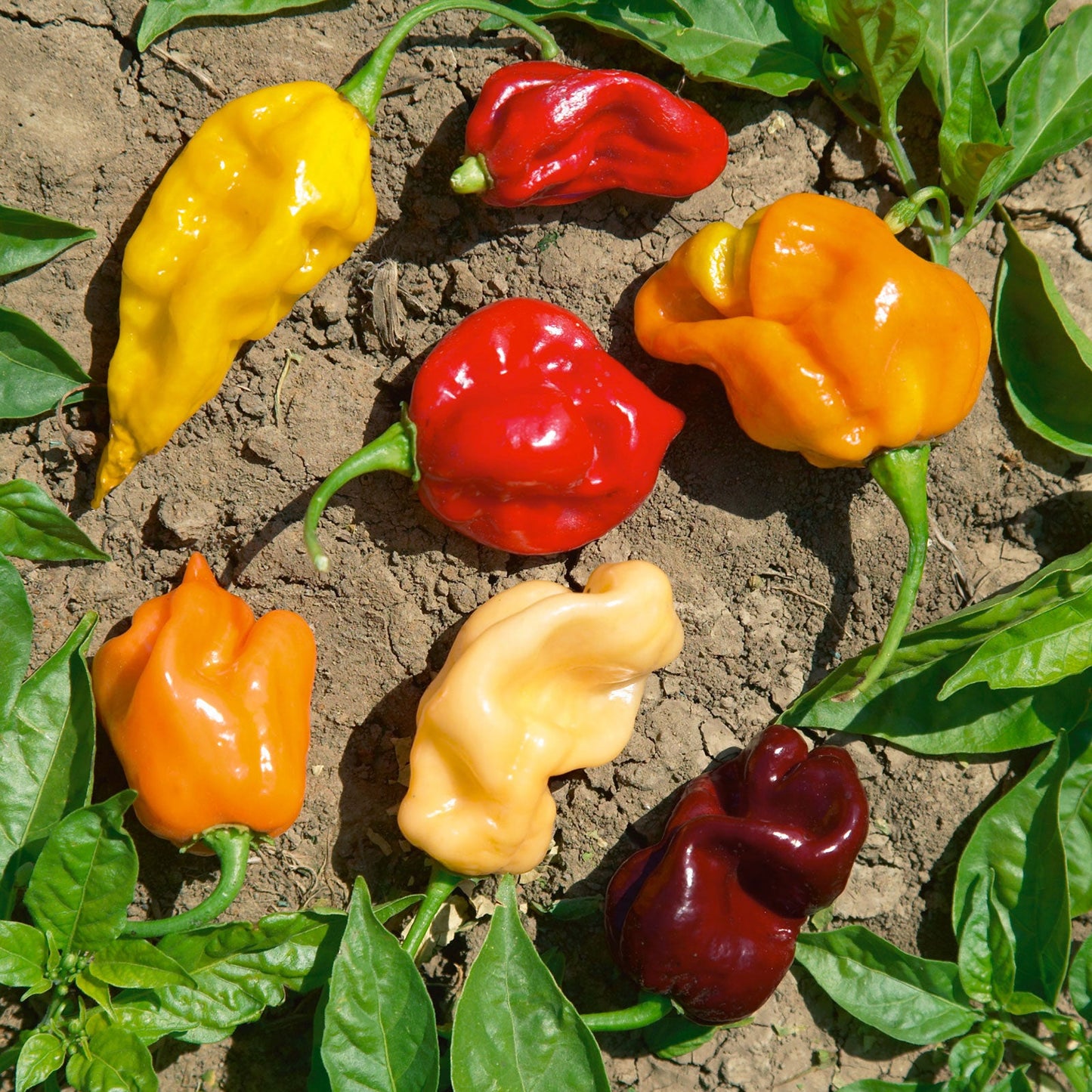 pepper caribean blend