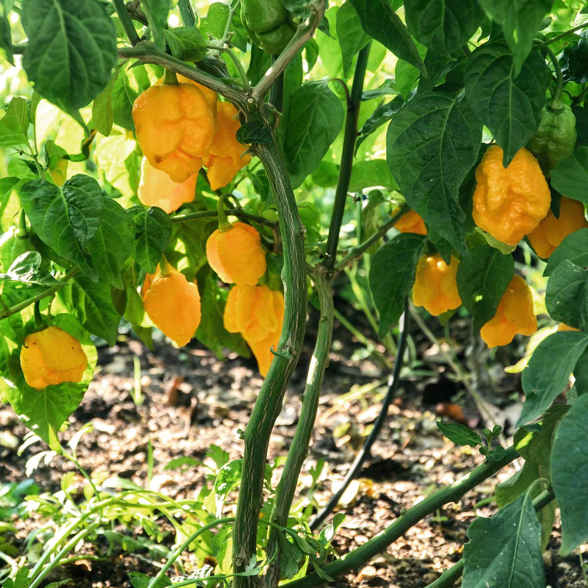 carolina reaper seeds for planting Bulk Hot Pepper Seeds - Carolina Reaper