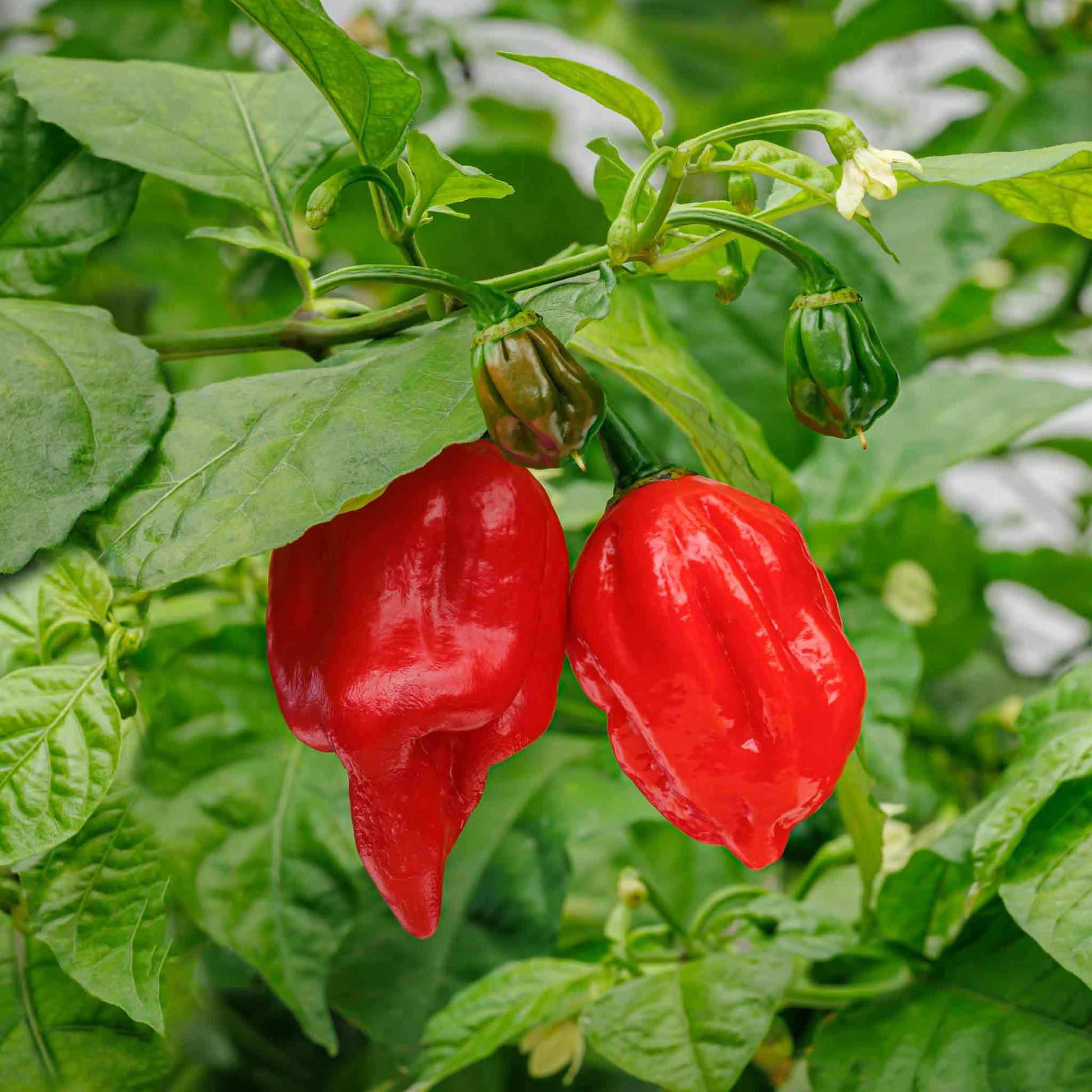 carolina reaper seeds for planting Bulk Hot Pepper Seeds - Carolina Reaper