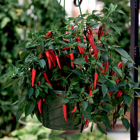 Bulk Hot Pepper Seeds - Cayennetta