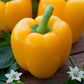 A vibrant, golden California wonder pepper, showcasing its rich color and smooth texture. | copyright: Floramedia UK Ltd