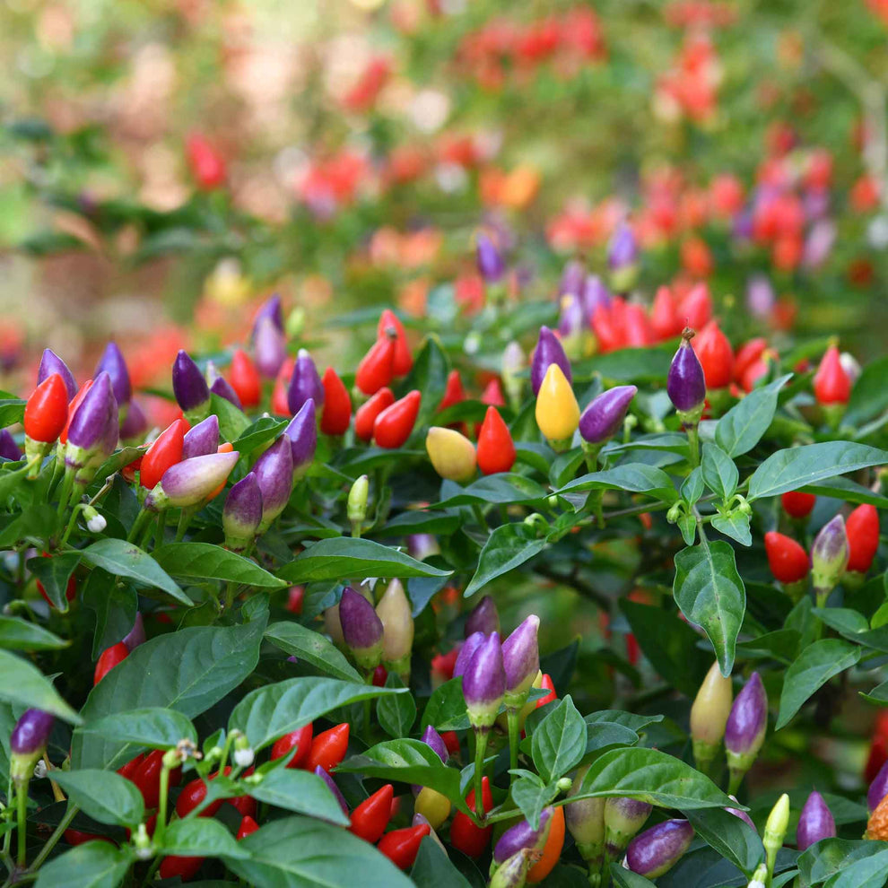 Bulk Ornamental Pepper Seeds - Mix | Bulk Seed Store