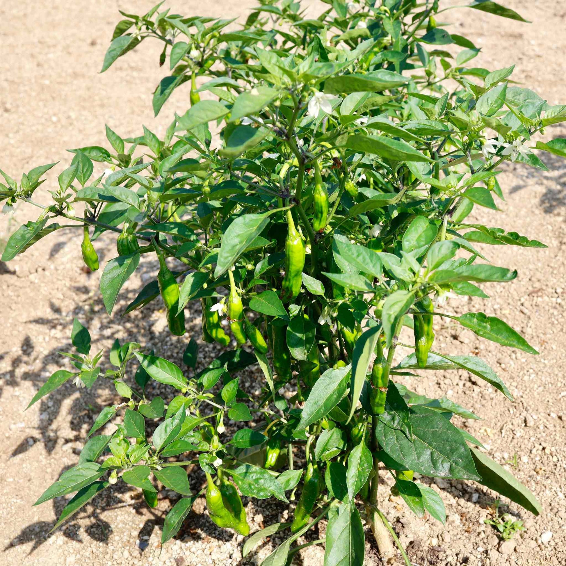 planting shishito pepper seeds Bulk Hot Pepper Seeds - Shishito