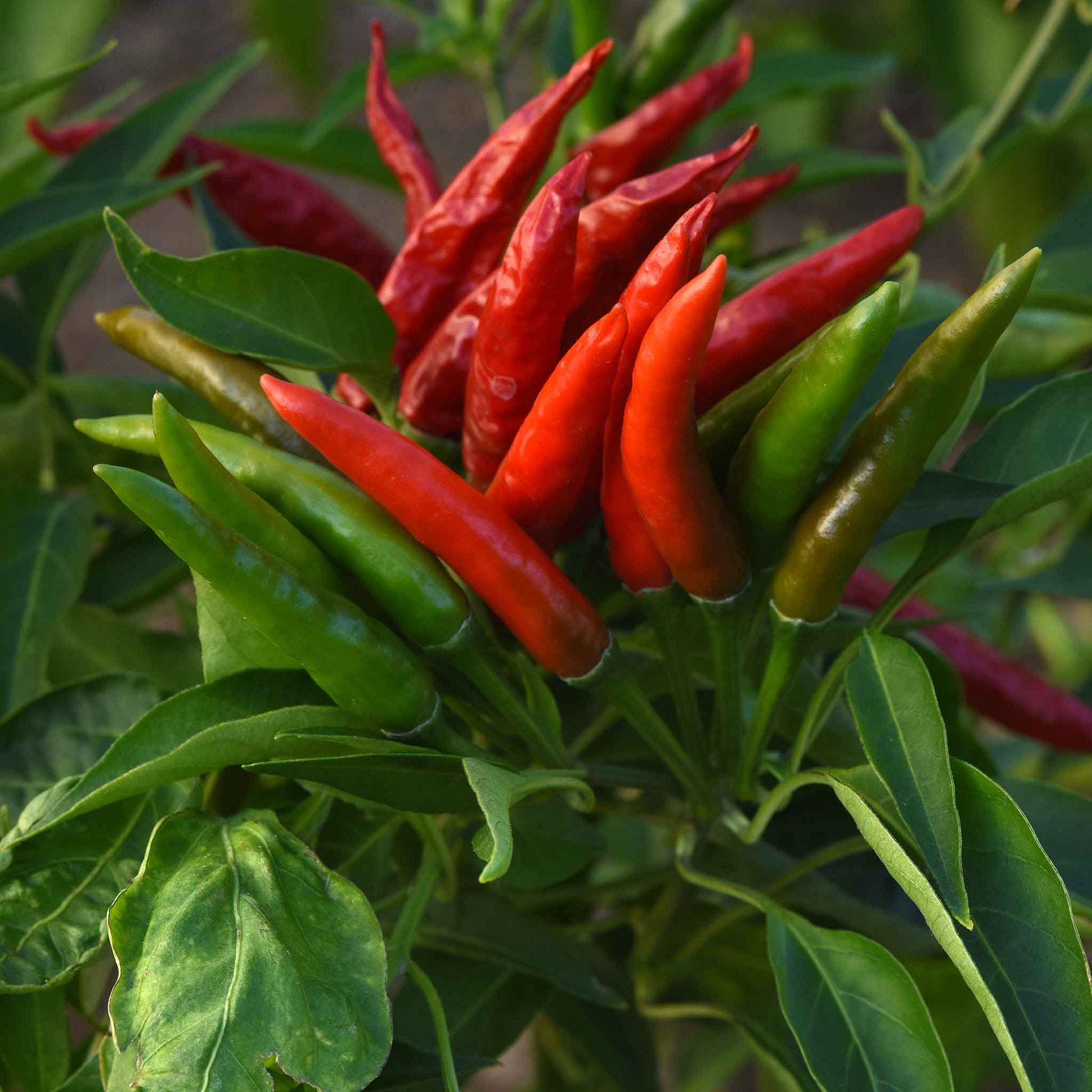 red pepper seeds for planting Bulk Hot Pepper Seeds - Skyline Red