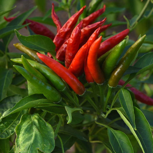 pepper skyline red
