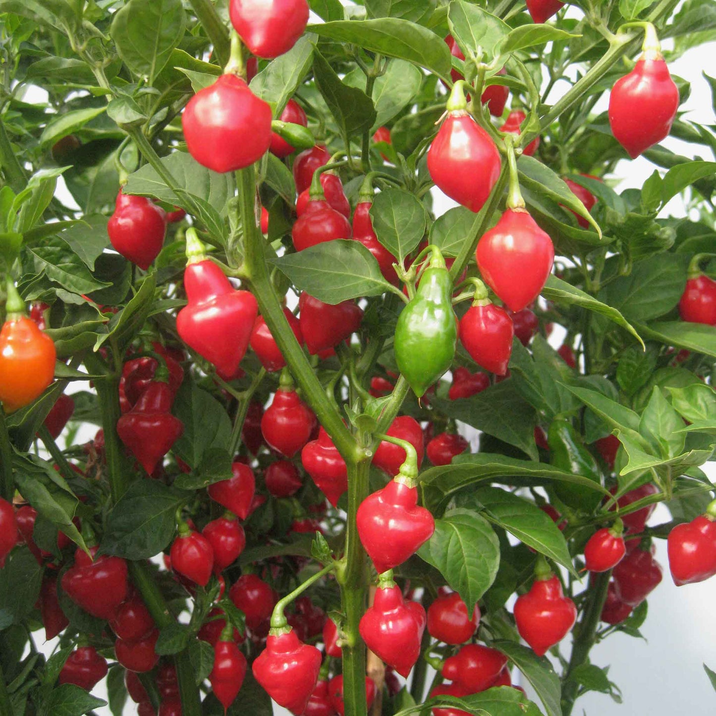 Spinning Tops pepper hanging on a plant ready for harvest.