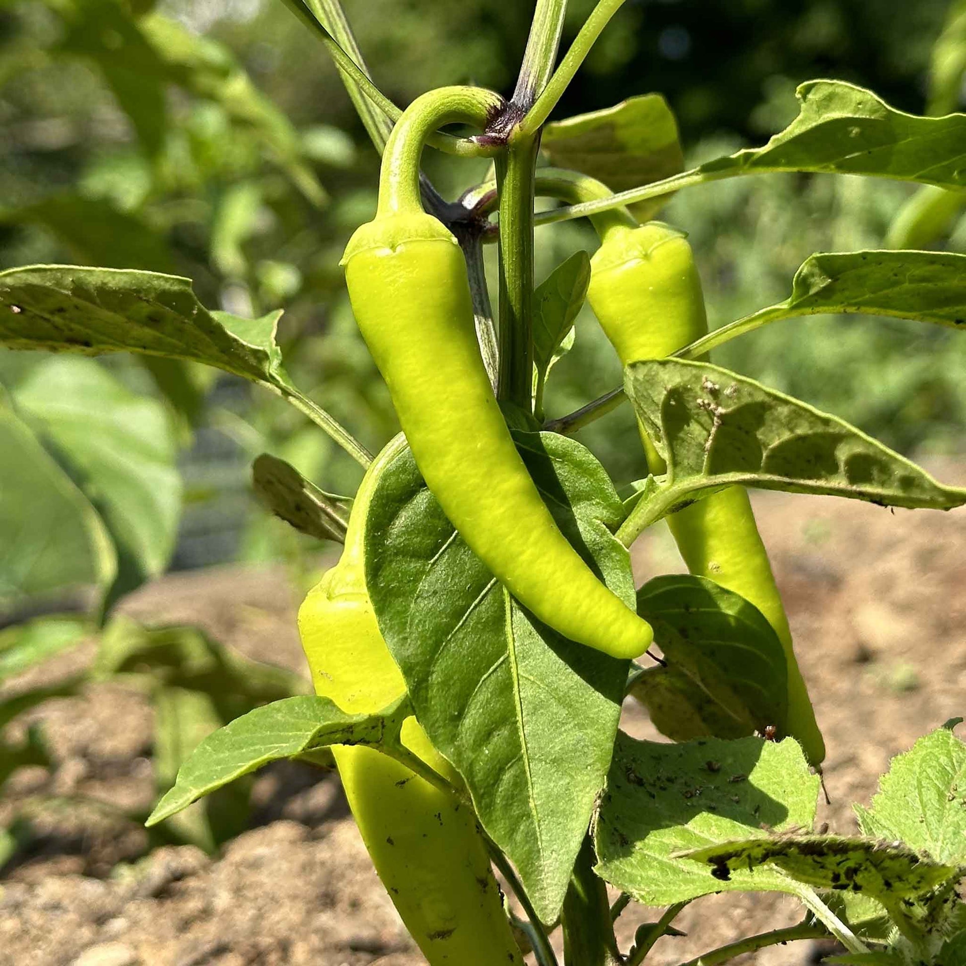 planting sweet pepper seeds Bulk Sweet Pepper Seeds - Sweet Banana