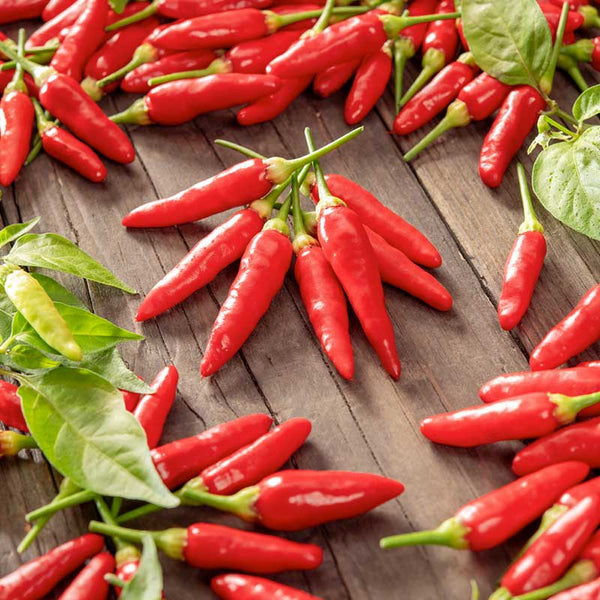 Bulk Hot Pepper Seeds - Tabasco