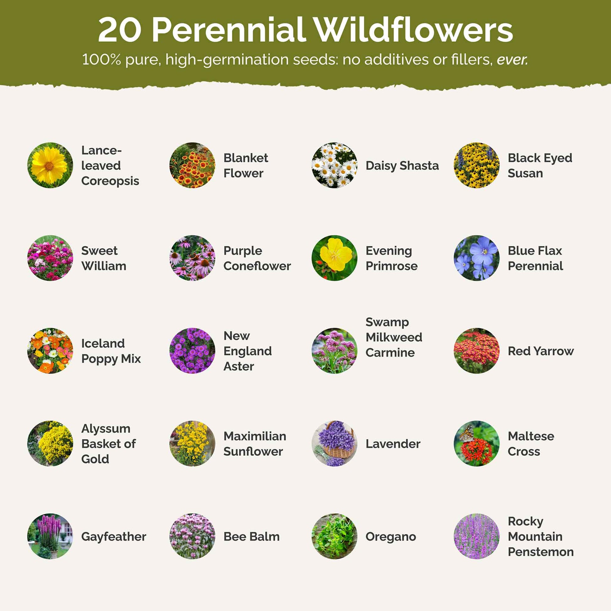 eden flower seeds All Perennial - Pollinator Wildflower Mix | Wildflower Seeds