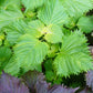 Close-up of perilla and purple leafy plants