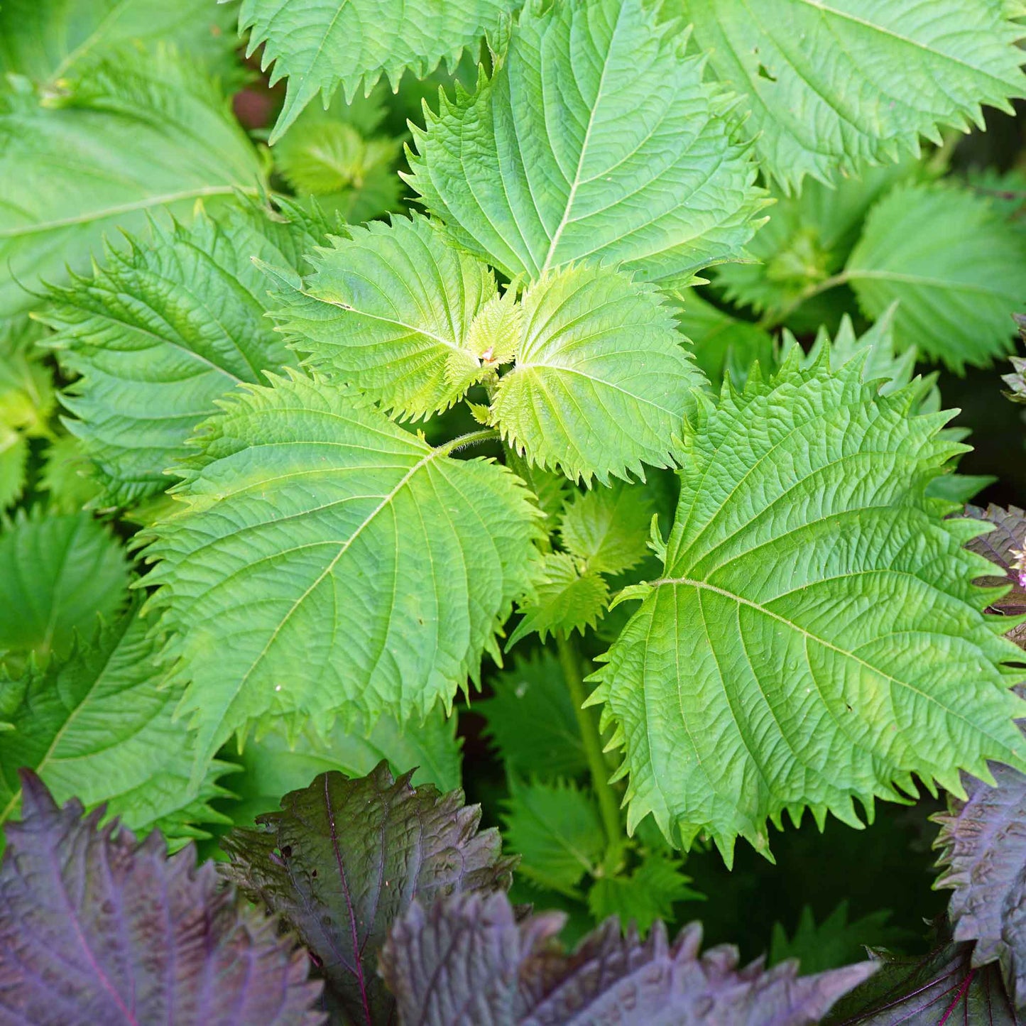 Close-up of perilla and purple leafy plants