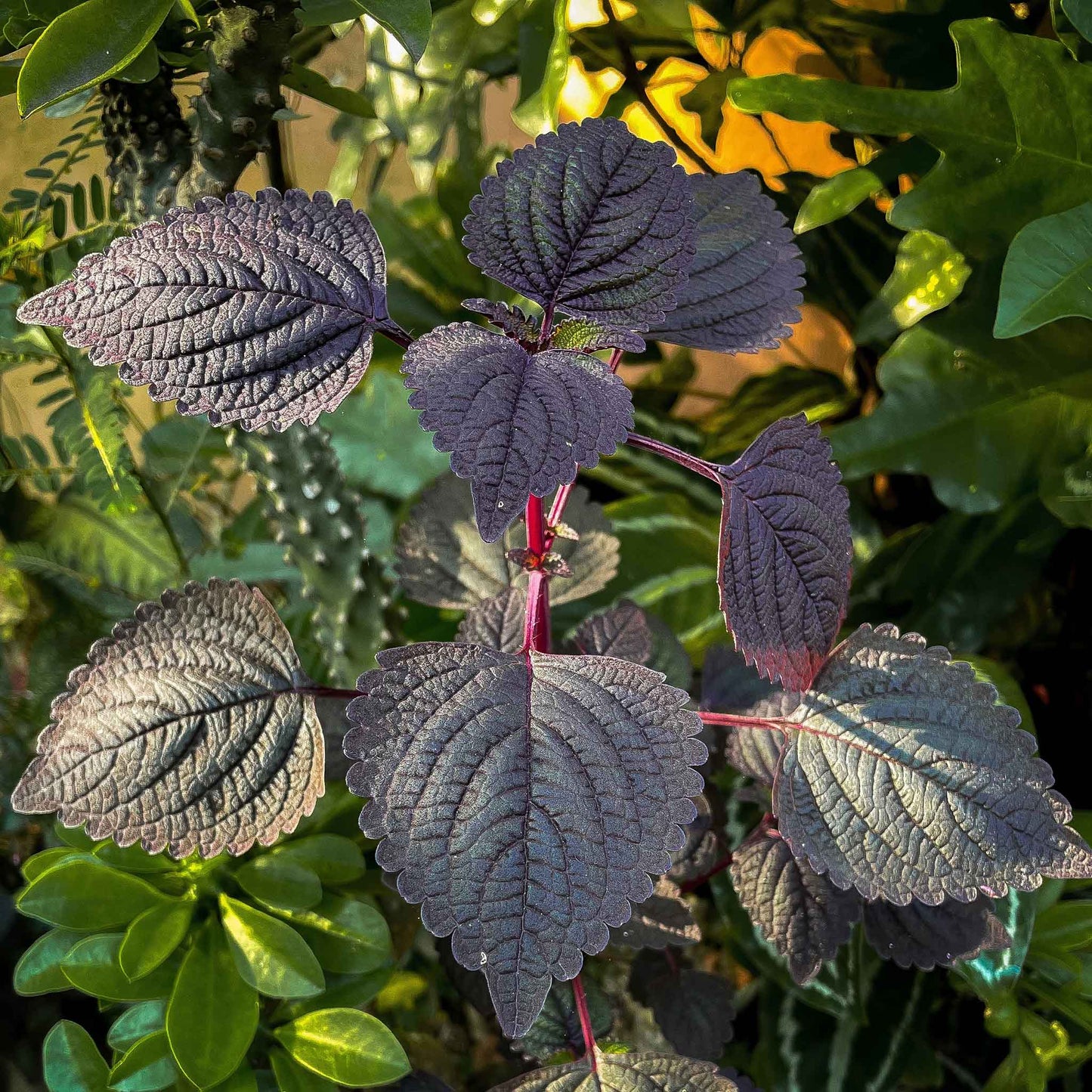 perilla plant seeds Bulk Perilla (Shiso) Seeds