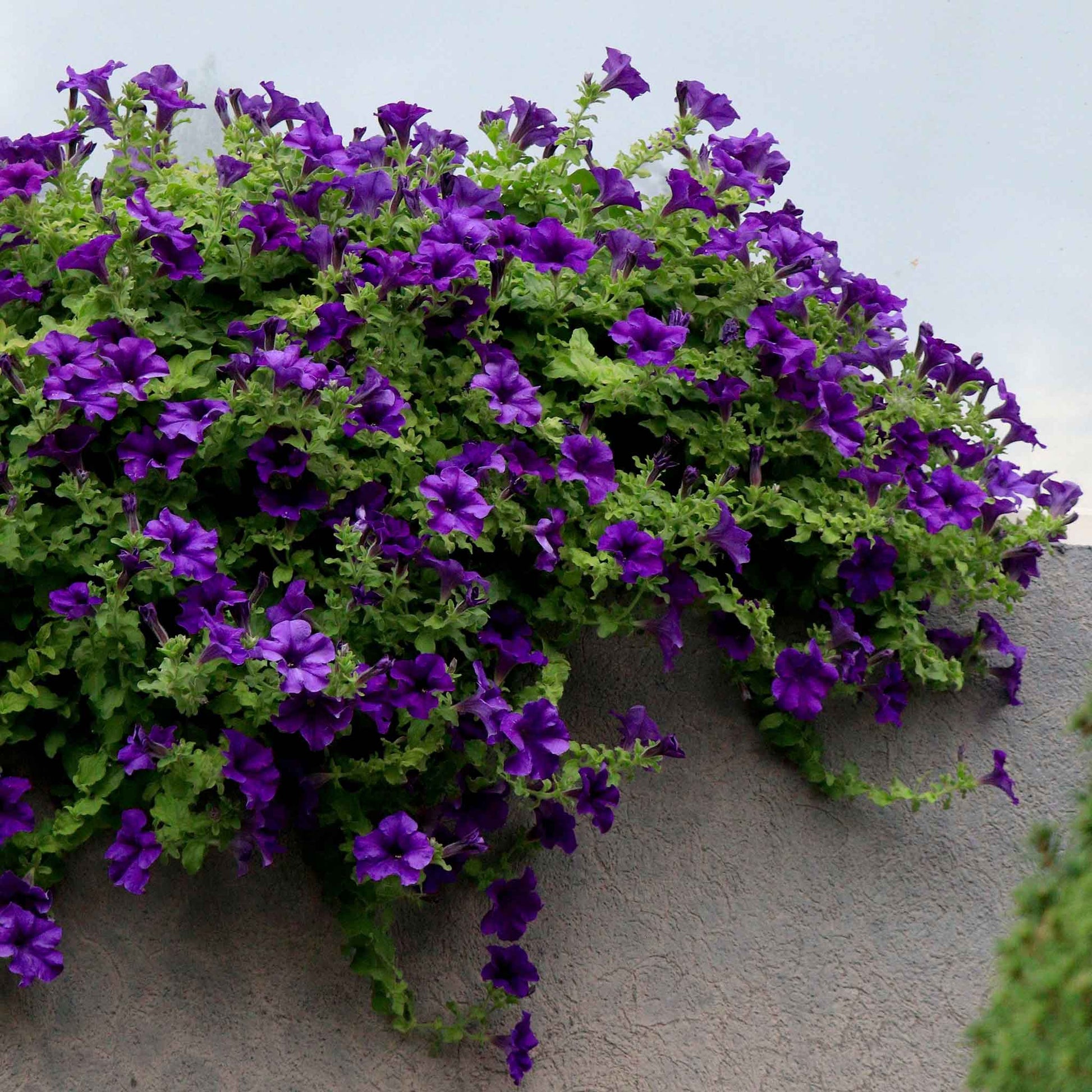 petunia seed planting Petunia - Alderman Blue | Flower Seeds in Packets & Bulk