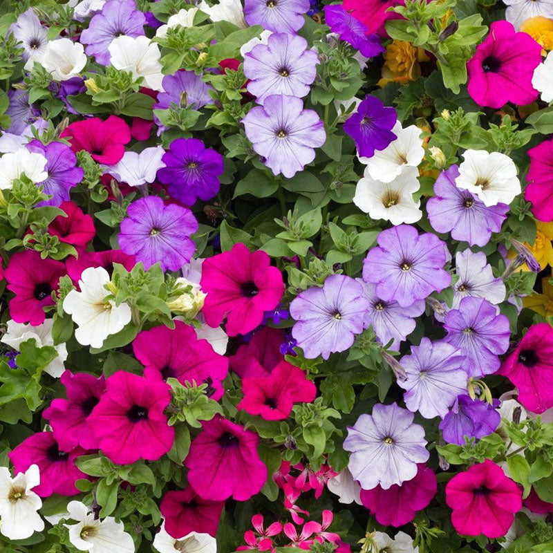 petunia balcony mix