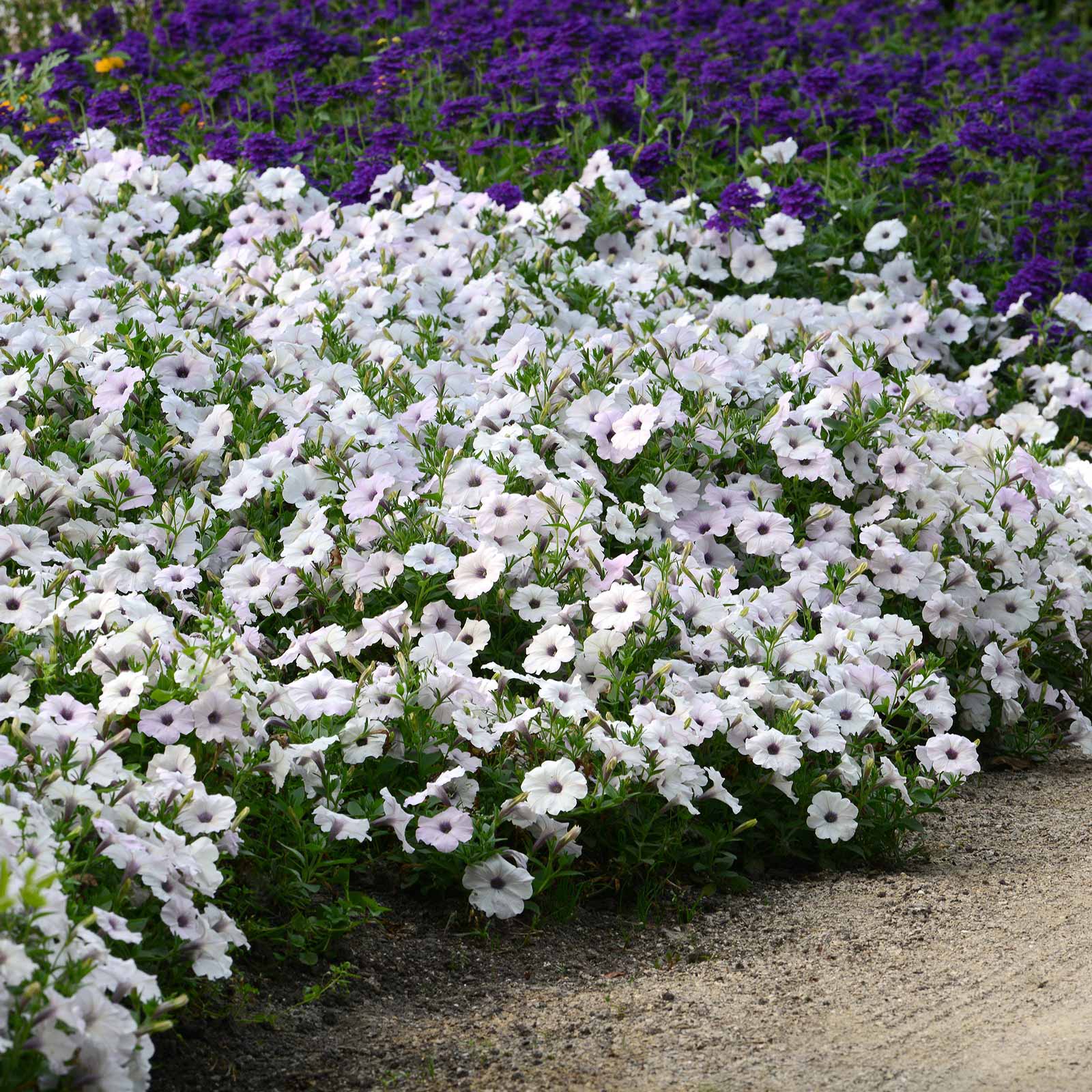 petunia easy wave silver