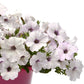 petunia easy wave silver