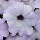 petunia easy wave silver