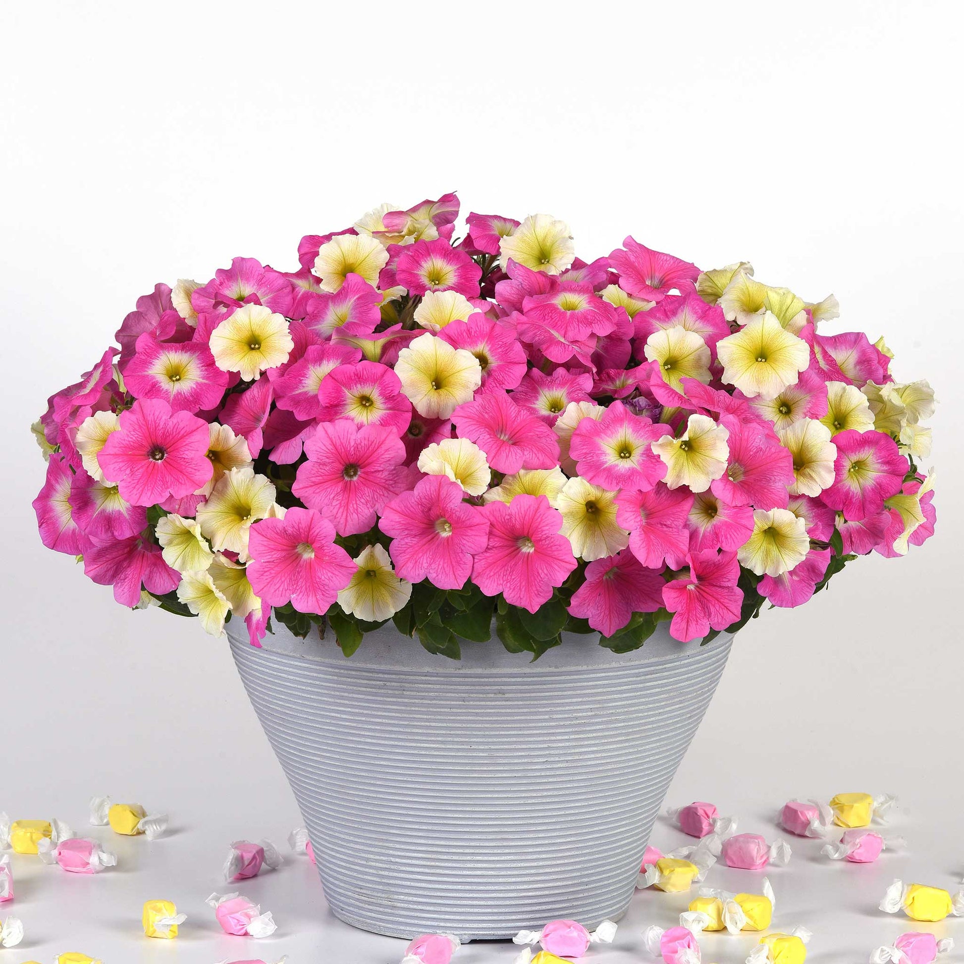 wave petunia flower seeds Bulk Petunia Seeds - Easy Wave Sweet Taffy