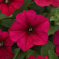 petunia wave carmine velour