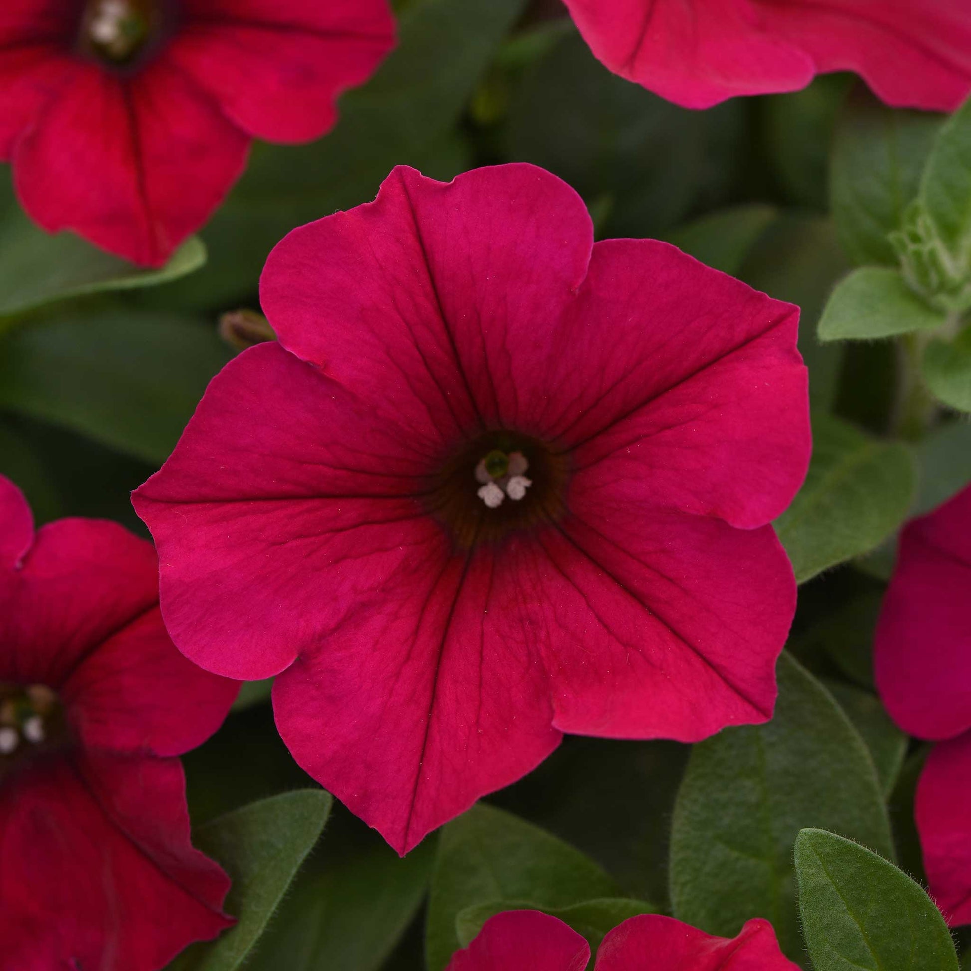 petunia wave carmine velour