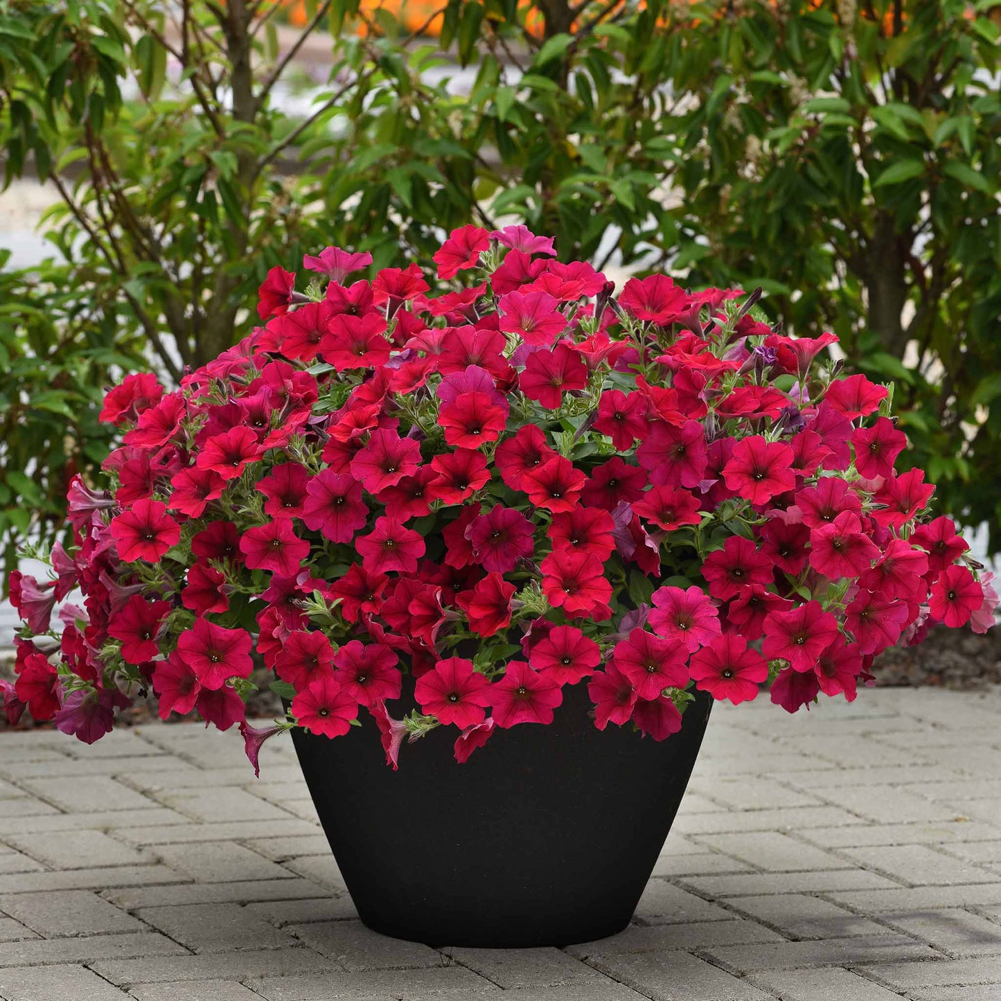 petunia wave carmine velour