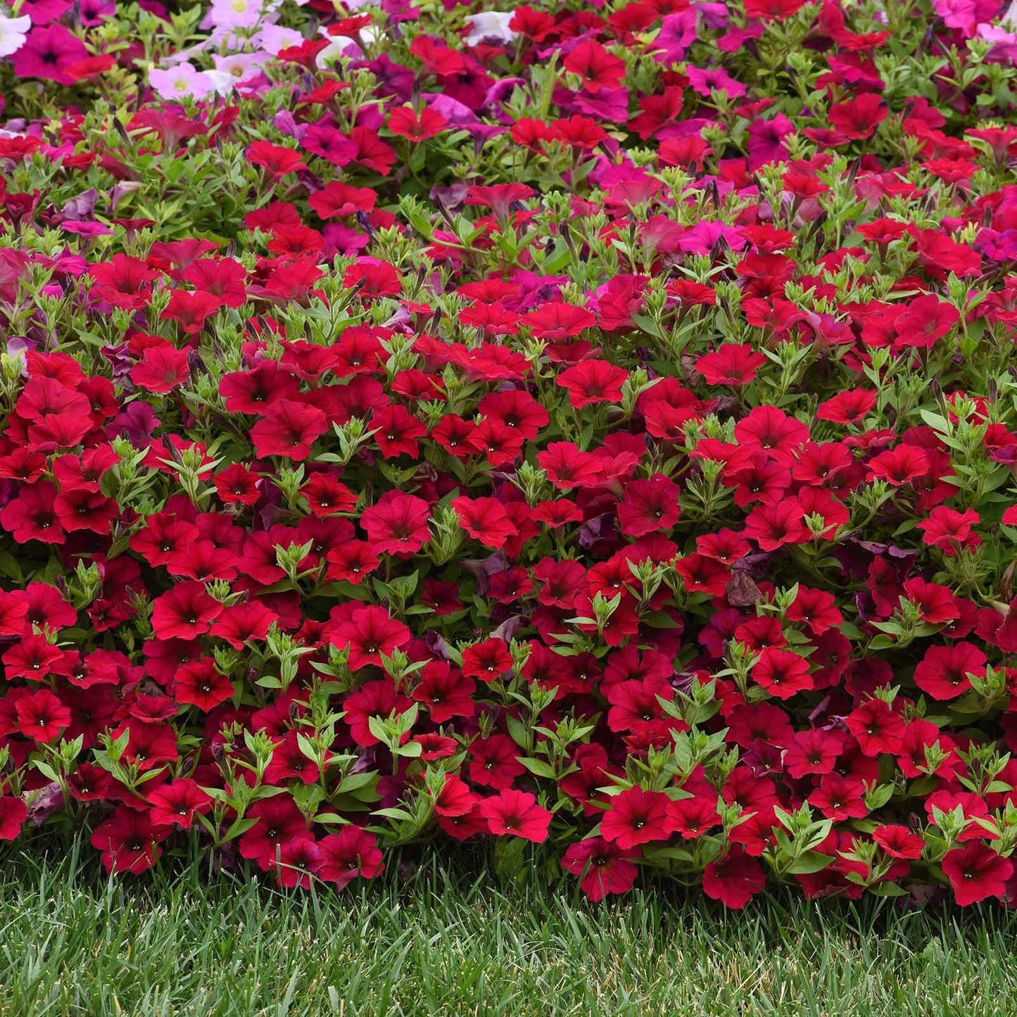 petunia wave carmine velour