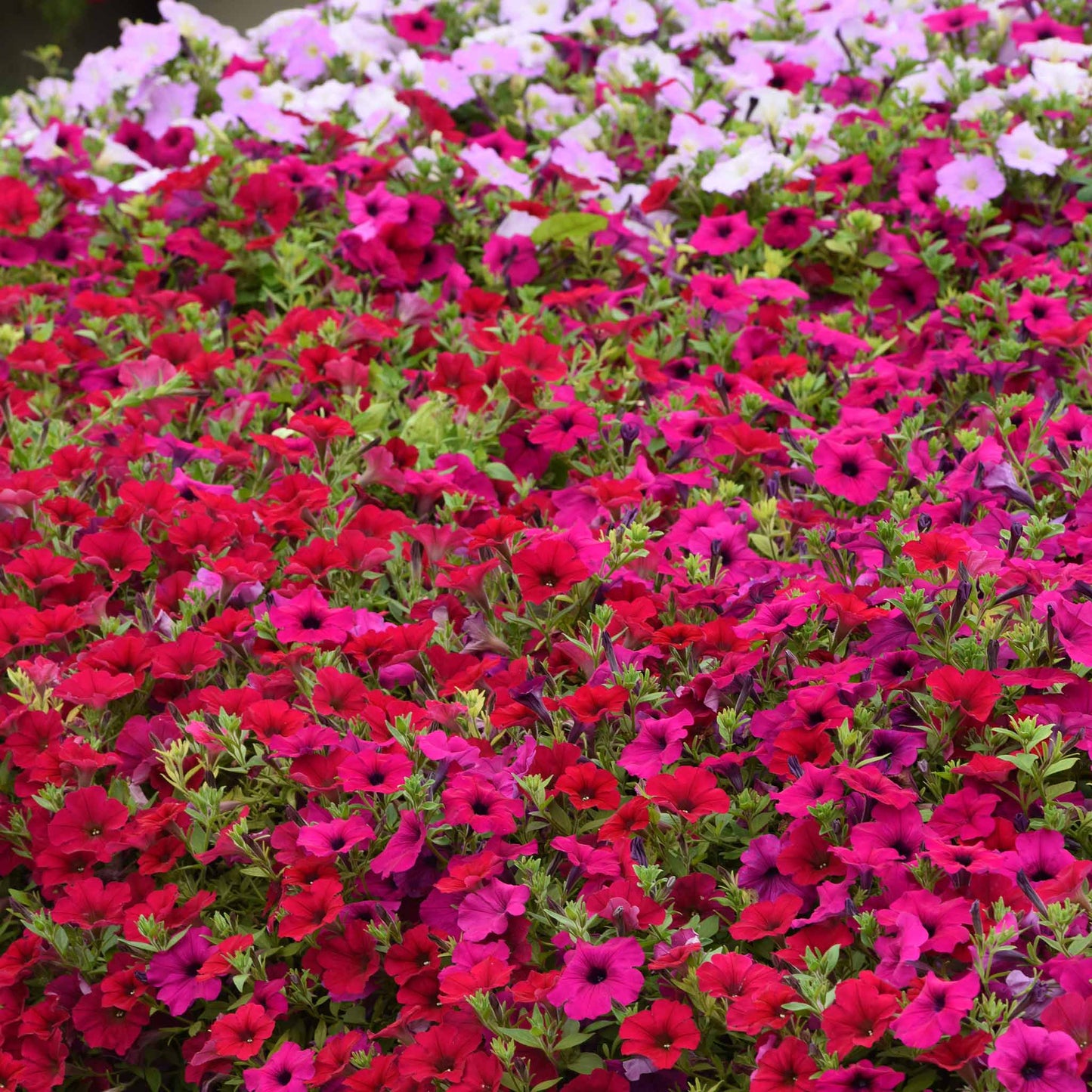 petunia wave carmine velour