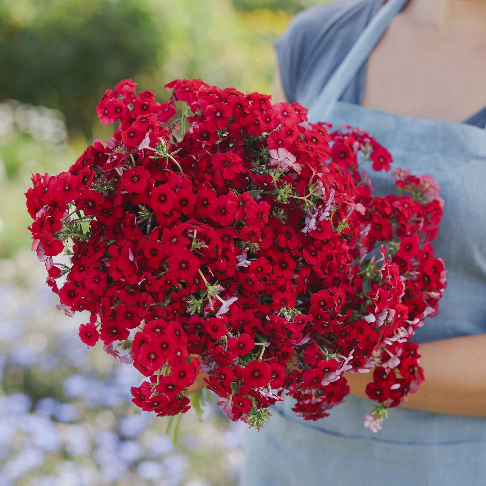 phlox flower seeds for sale Bulk Annual Phlox Seeds - Red
