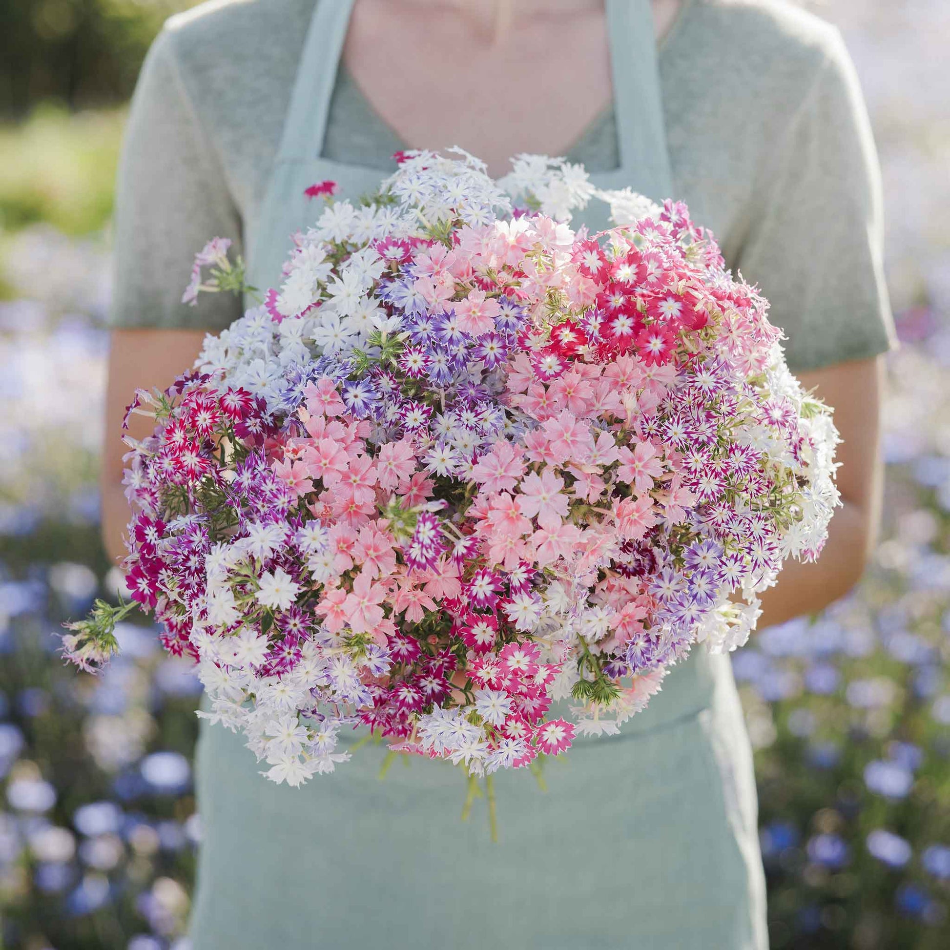 phlox seed to flower time Bulk Annual Phlox Seeds - Twinkle Mix