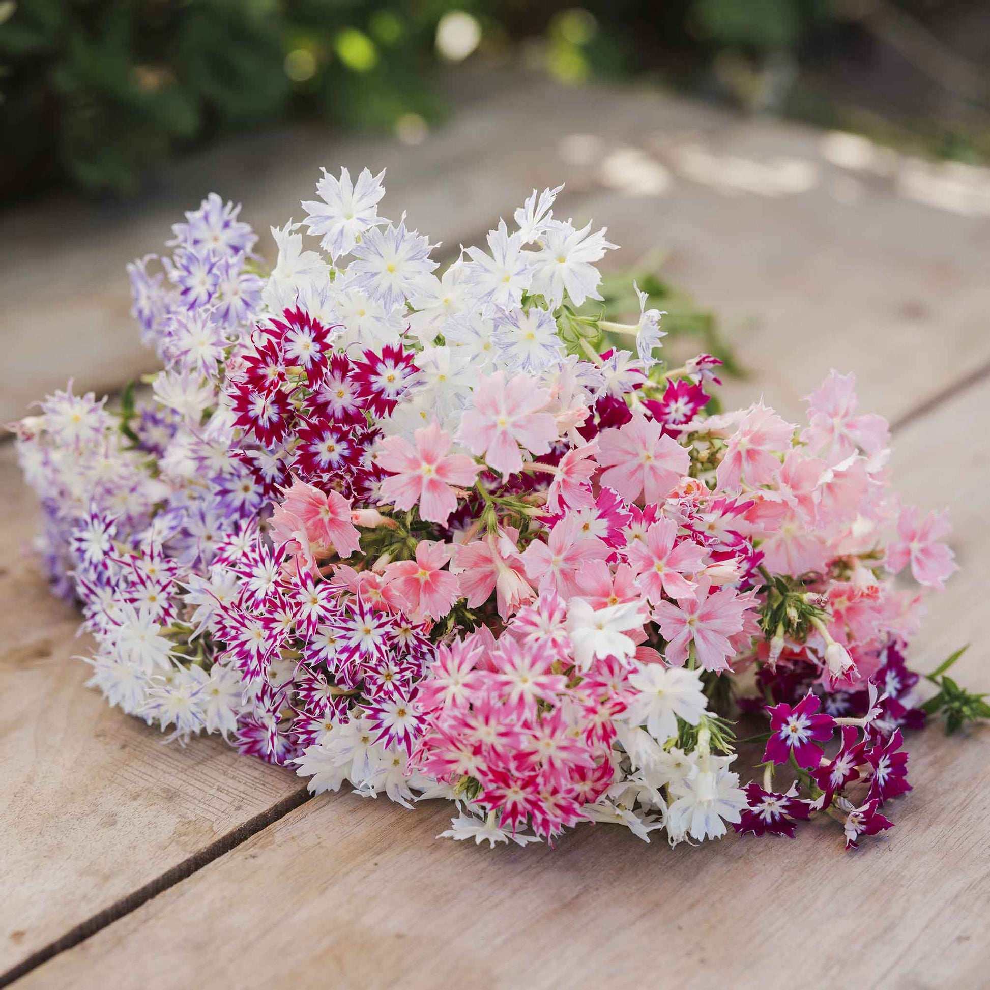 phlox flower seeds for sale Bulk Annual Phlox Seeds - Twinkle Mix