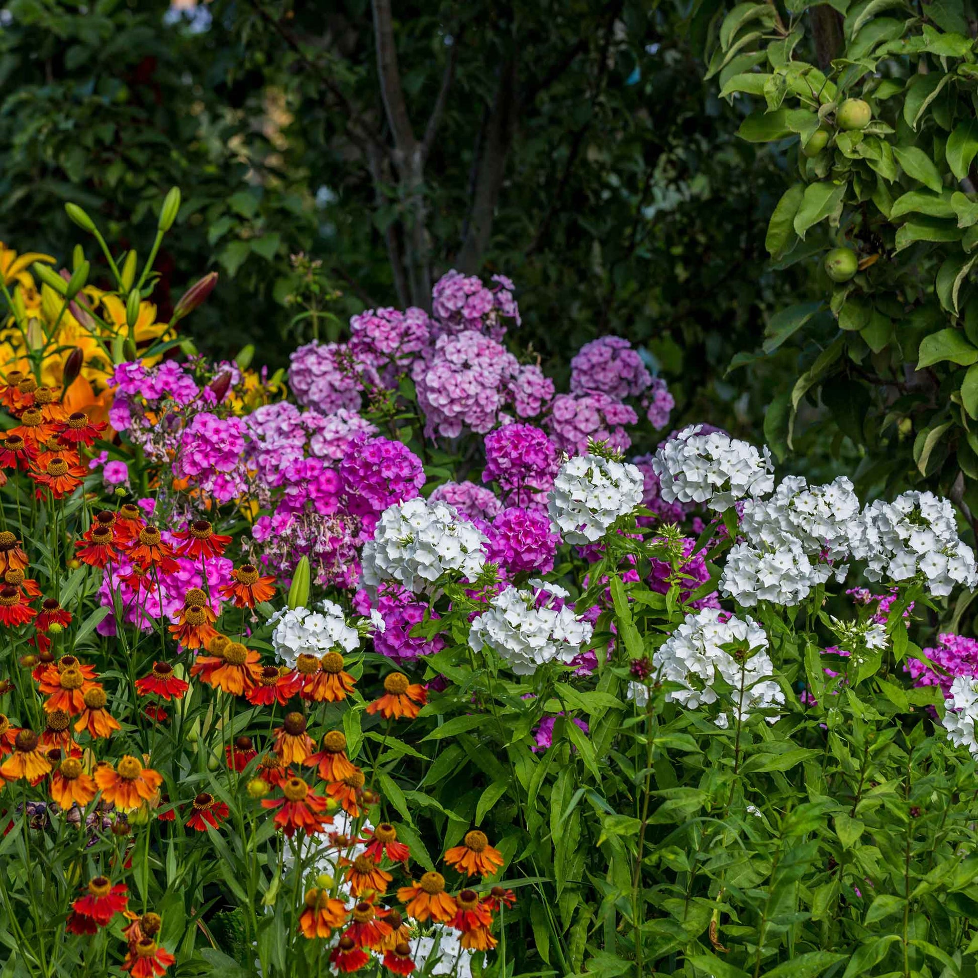 planting phlox seeds Phlox Seeds - Garden Phlox Mix | Flower Seeds in Packets & Bulk