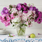 phlox tall mix