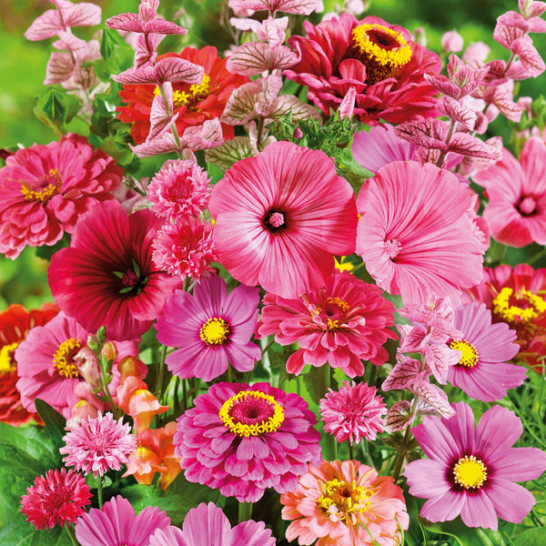 planting forget me not seeds Chinese Forget-Me-Not Seeds For Planting (Cynoglossum amabile) – Seed Needs  LLC main image 0