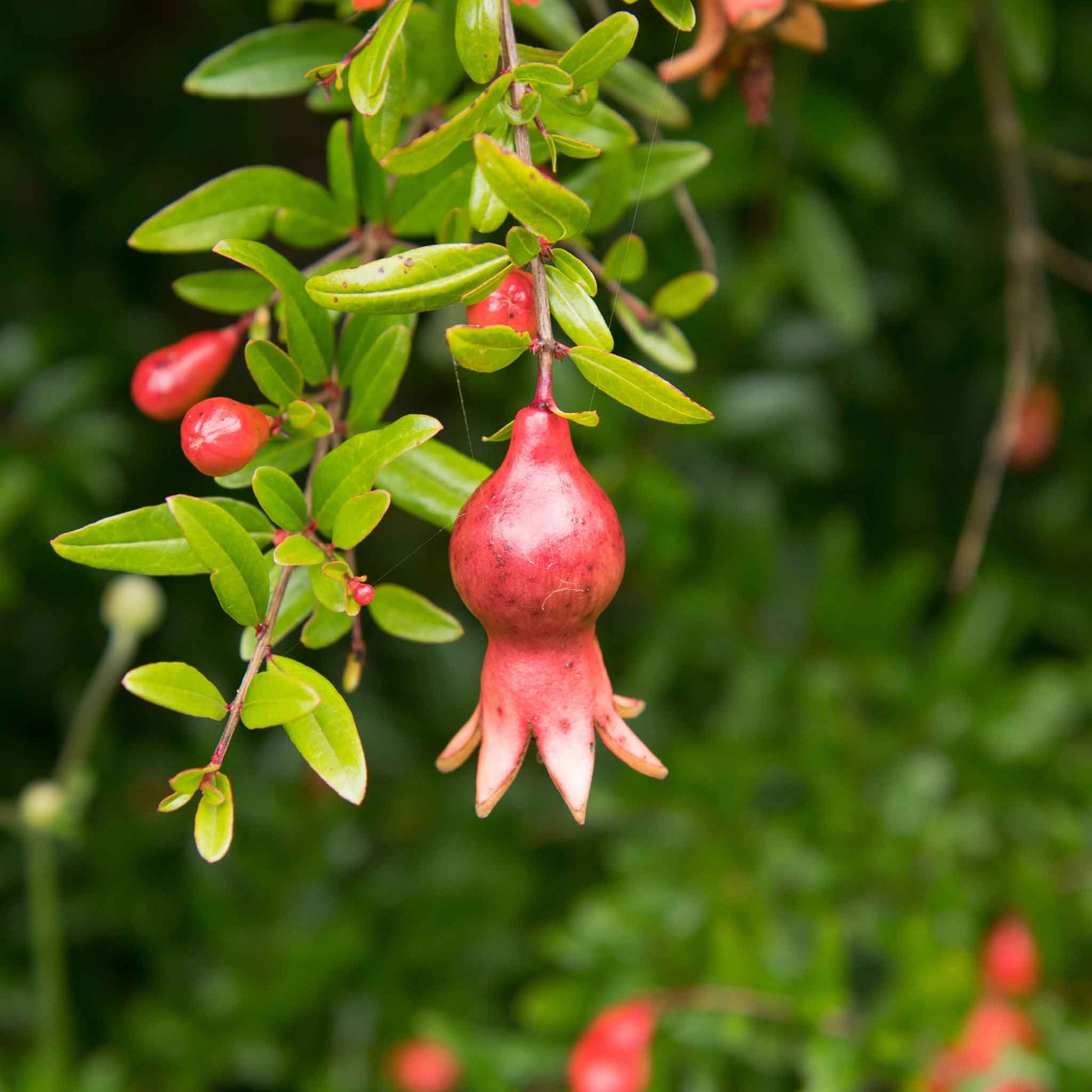 pomegranate plant seeds Bulk Pomegranate Seeds