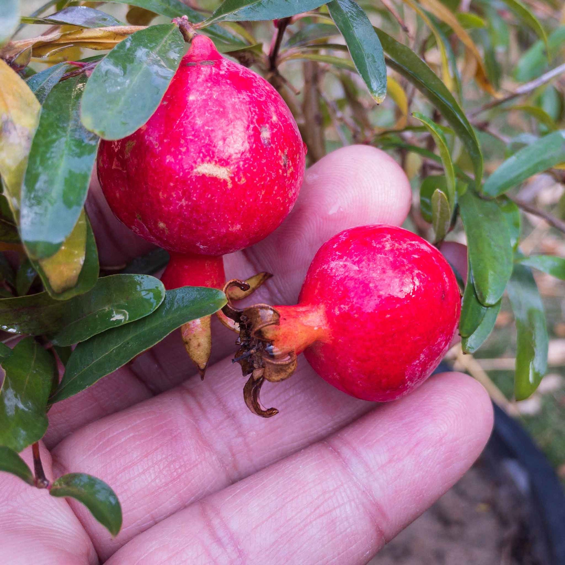 pomegranate dwarf