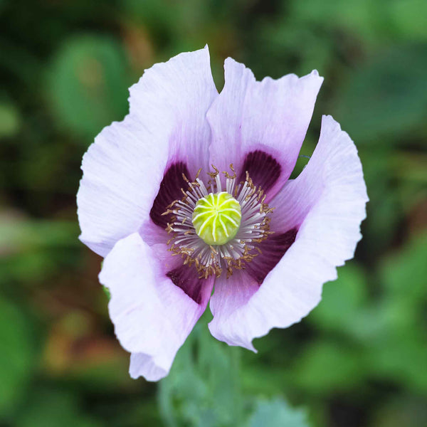 bulk poppy flower seeds Bulk Poppy Seeds - Blue Moon