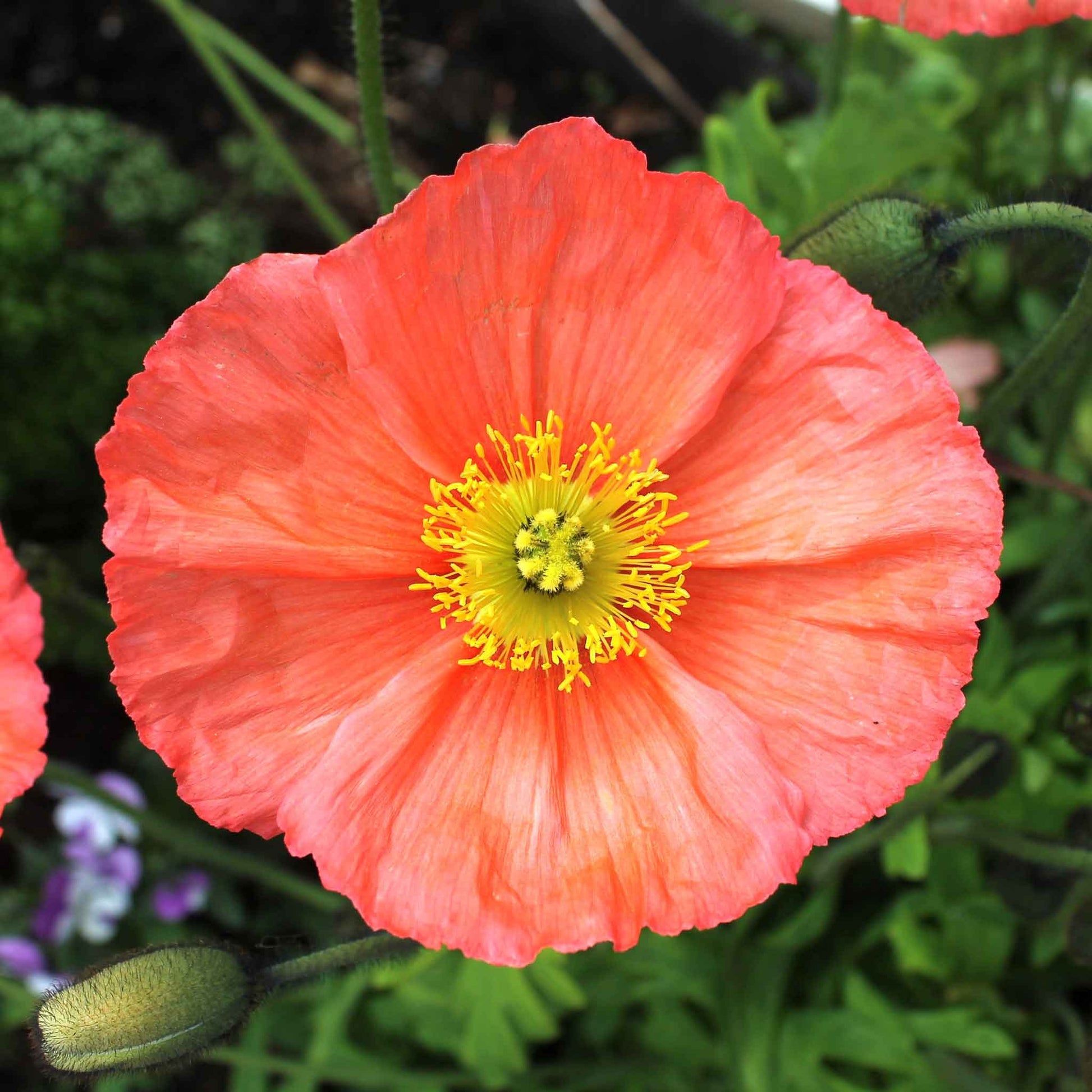 Finest Poppies High Low Top Finest Poppies High Low Top