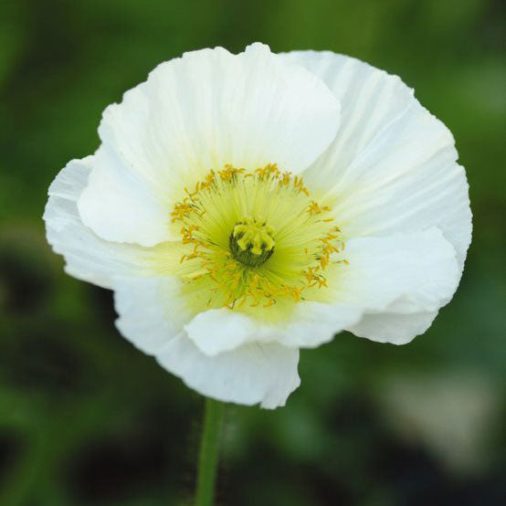 poppy champagne bubbles white