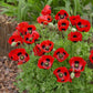 poppy lady bird