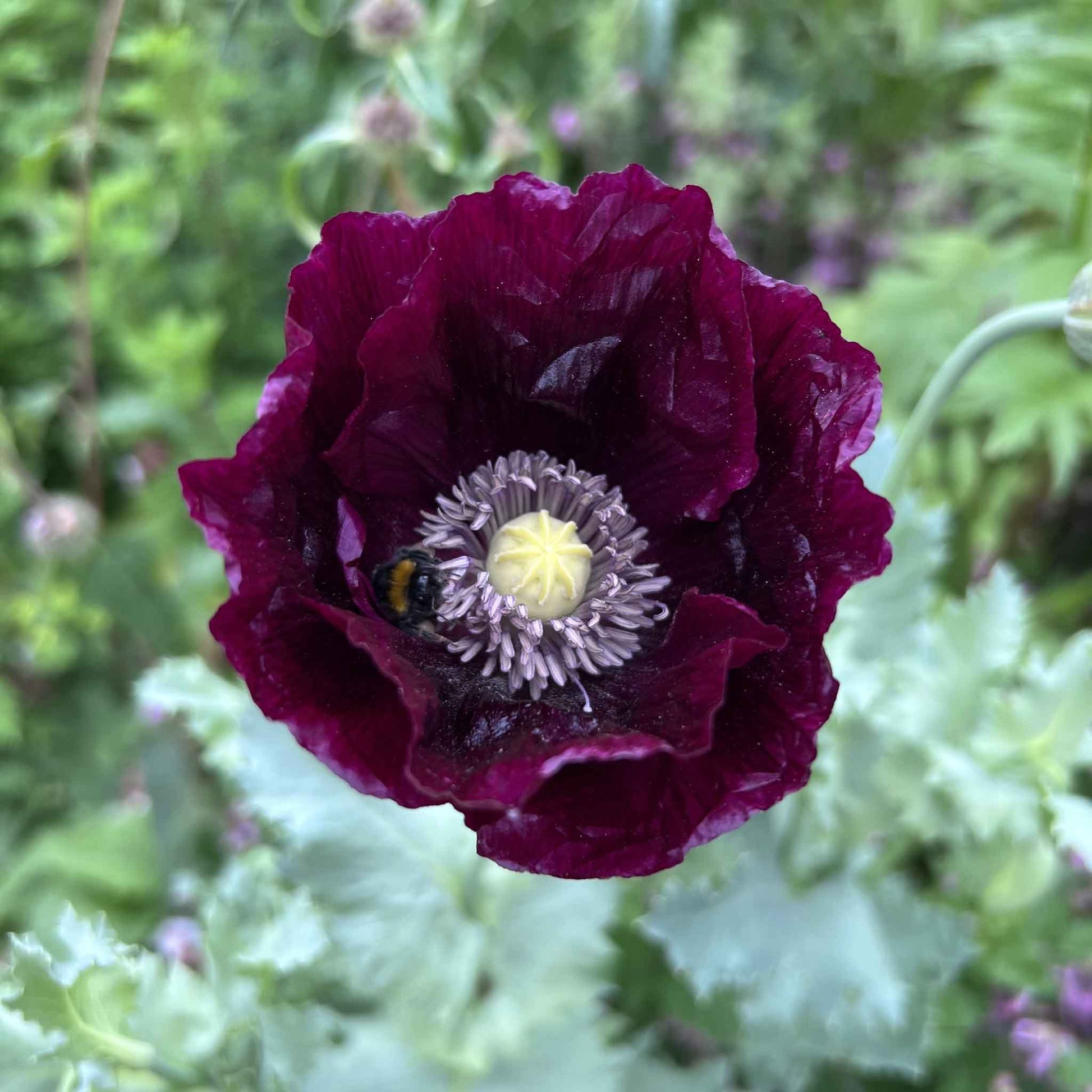 bulk poppy seeds for planting Bulk Poppy Seeds - Laurens Grape