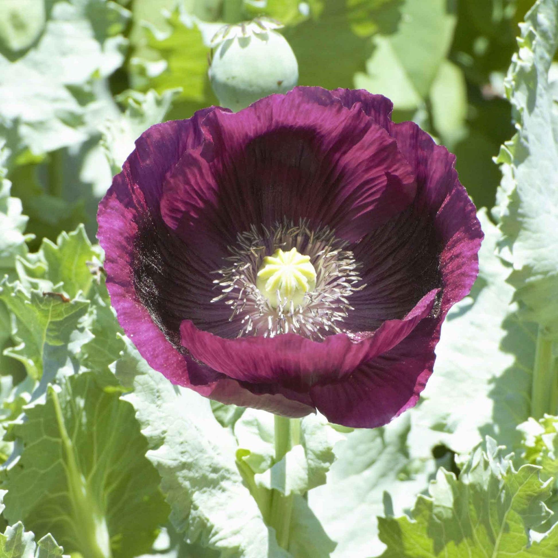 bulk poppy flower seeds Bulk Poppy Seeds - Laurens Grape