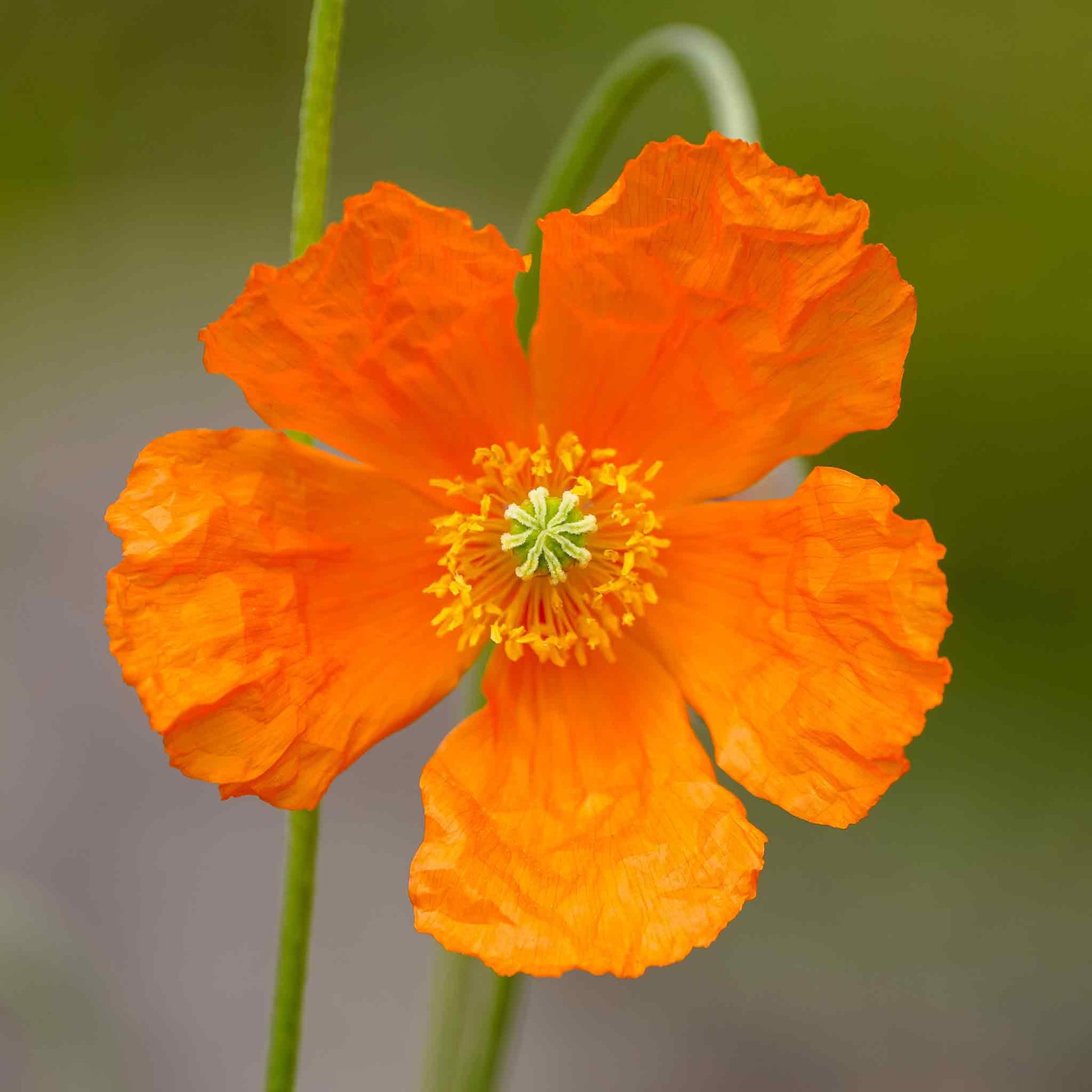 poppy moroccan orange