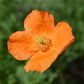 poppy moroccan orange