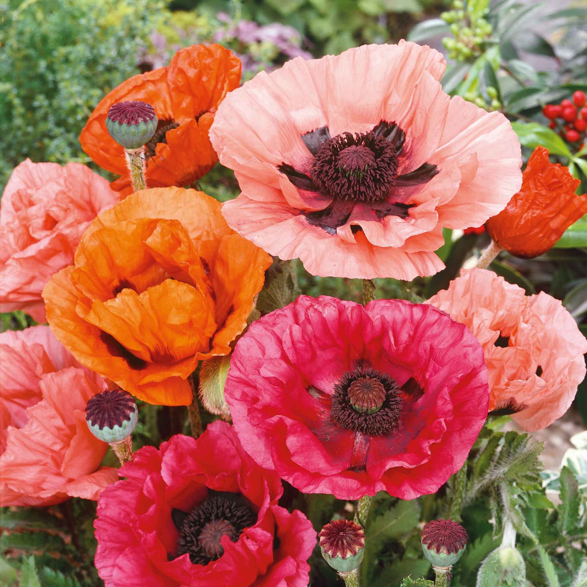 bulk poppy seeds for planting Bulk Oriental Poppy Seeds - Mixed Colors