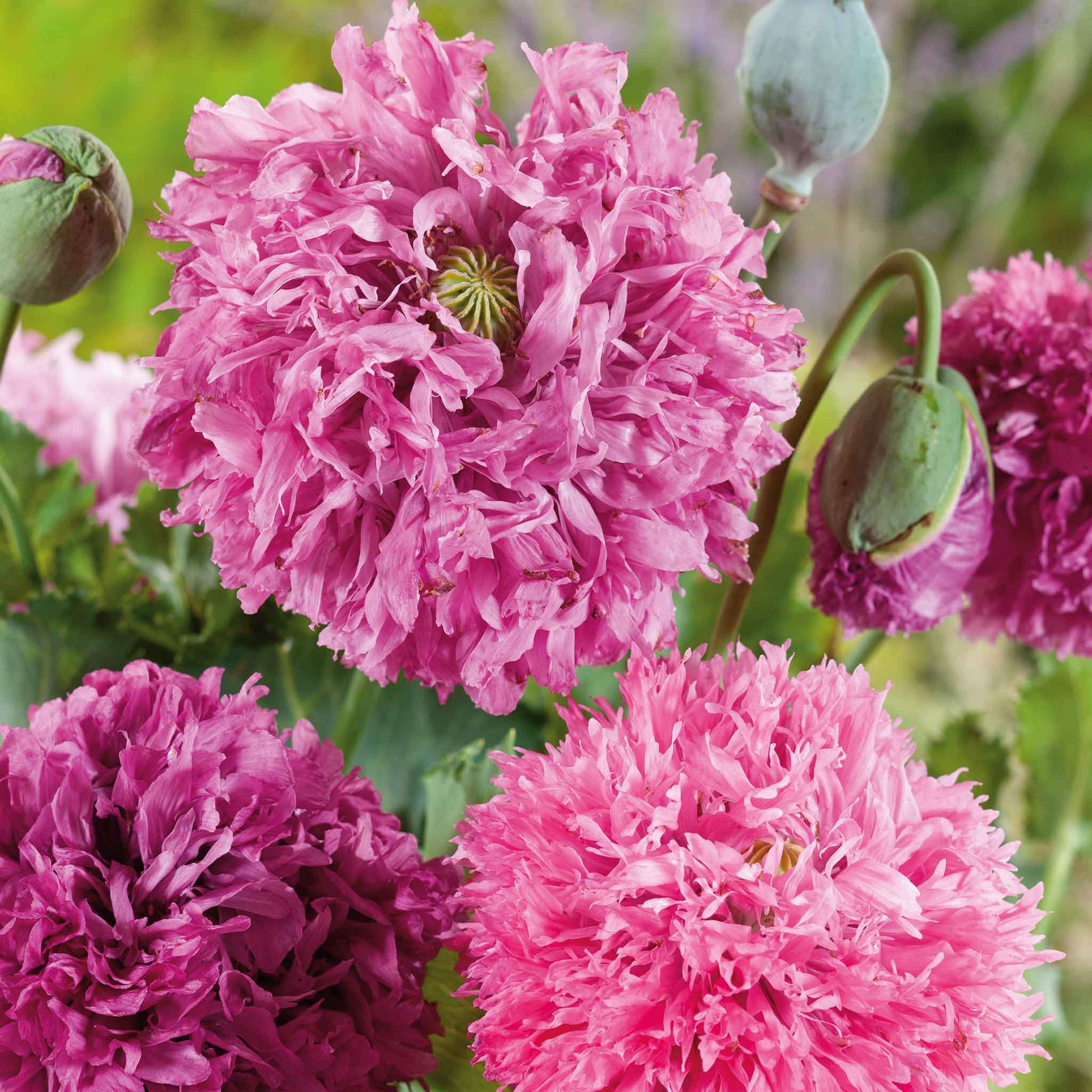 bulk poppy flower seeds Bulk Poppy Seeds