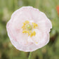 poppy falling in love