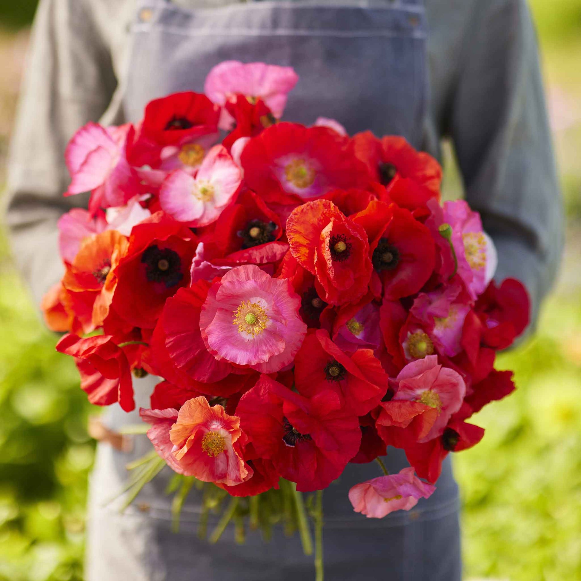 pink poppy flower seeds Bulk Shirley Poppy Seeds - Mixed Red & Pink
