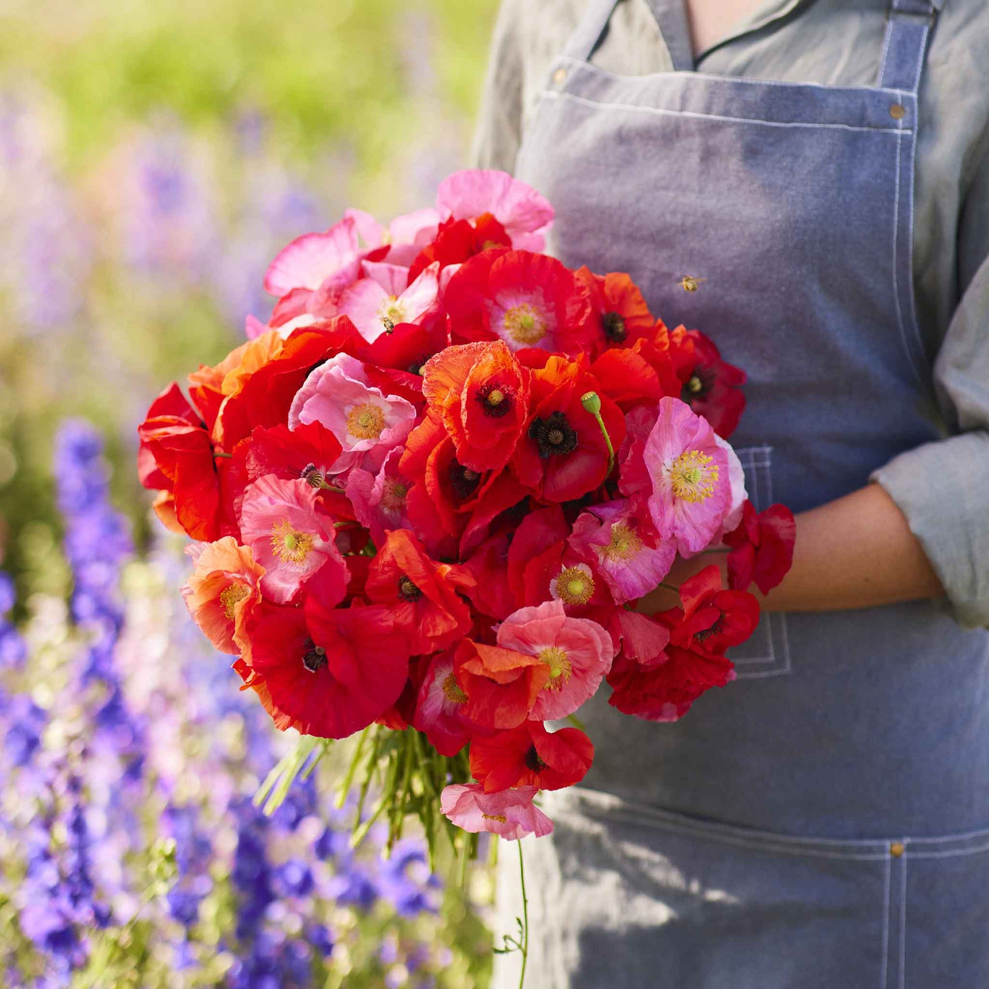 red poppy seeds for planting Bulk Shirley Poppy Seeds - Mixed Red & Pink
