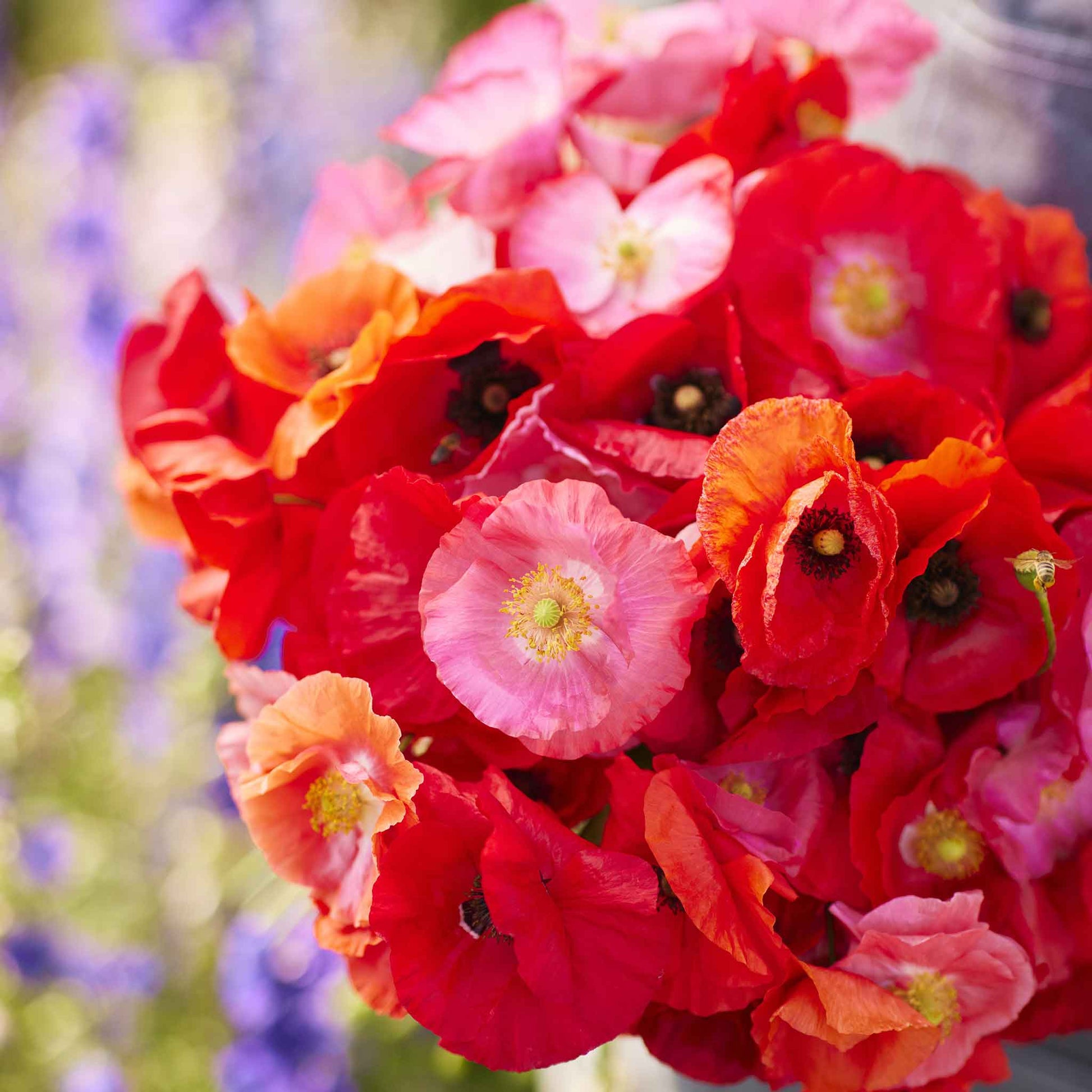 red poppy flower seeds Bulk Shirley Poppy Seeds - Mixed Red & Pink