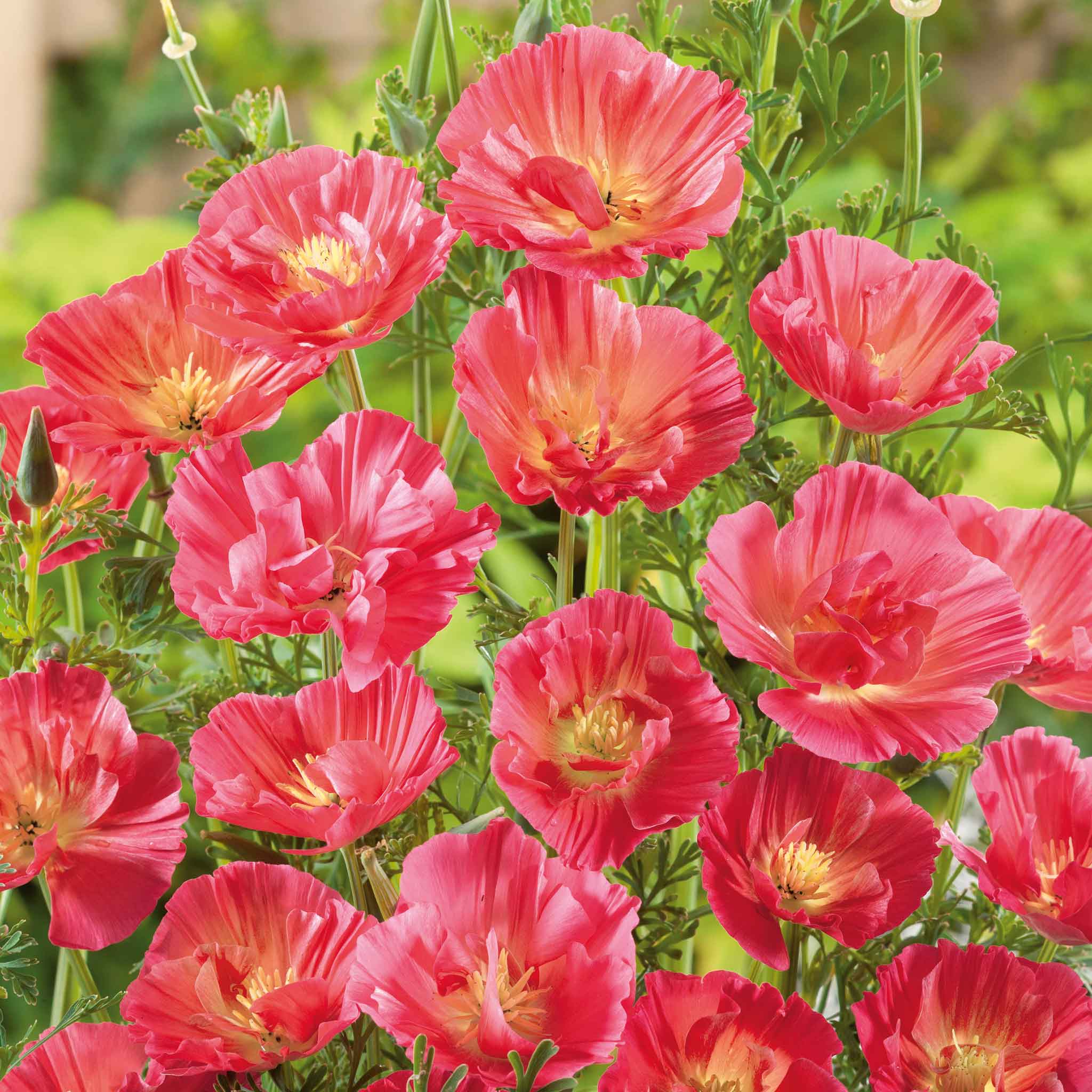 Poppy Rouse California Poppy Seeds - Thai Silk Rose | Flower Seeds in Packets ...